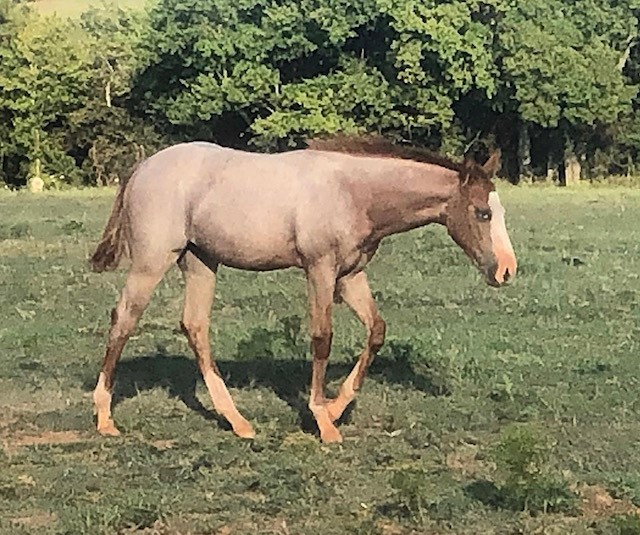 2019 Filly